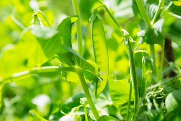 Pea growing in garden