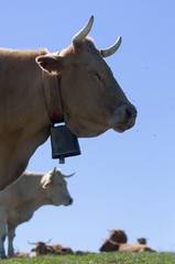 Vaches dans les estives