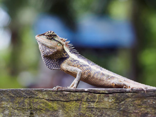 close up lizard beautiful patterned are sun on the timber is so dogmatism