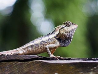 close up lizard beautiful patterned are sun on the timber is so dogmatism