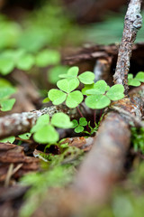 Mushroom picking, harvest, wood, forest