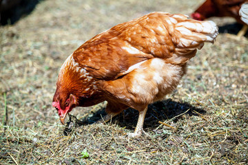 Speckled hen pecks food in village yard
