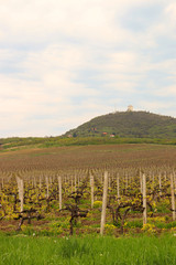 Vineyard under hill landscape agriculture