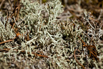 Mushroom picking, harvest, wood, forest