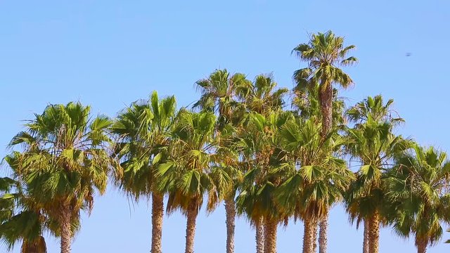 Palm trees at Santa Monica beach.