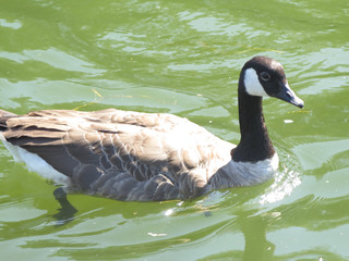 Canadian goose in river Thames
