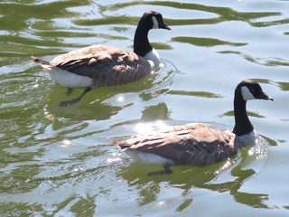 Two Canadian geese