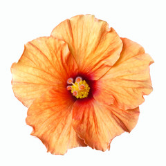 orange hibiscus flower isolated