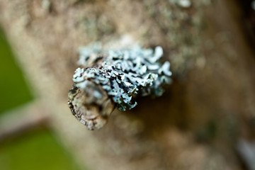 Mushroom picking, harvest, wood, forest