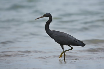 Beautiful blue heron hunts on the beach of komodo island in Indonesia, komodo national park, birding near the dragons, wonderful bird.