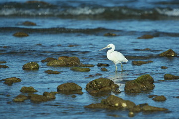 Beautiful white heron near the komodo island in Indonesia, komodo national park, birding near the dragons, wonderful bird.
