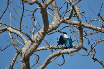 Nice and colorful kingfischer on a tree near komodo island, indonesian birding, wild birds of indonesia, beautiful little kingfischer