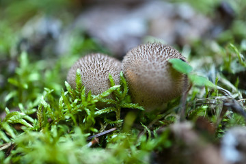 Mushroom picking, harvest, wood, forest