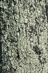 Tree bark covered with moss lichen closeup as natural background