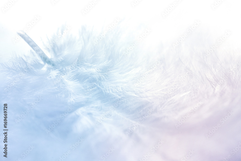 Poster airy soft fluffy feather close-up of macro of blue and pink pastel shades on white background with s