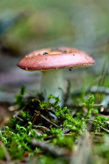Mushroom picking, harvest, wood, forest