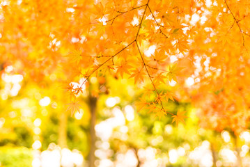 紅葉イメージ