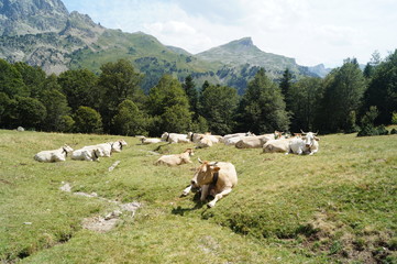 Fototapeta premium Pyrénées, montagne, gris, vert, religion, amour, beauté, vache, animaux