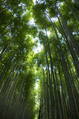 Obraz na płótnie Canvas Bamboo Tunnel