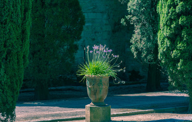 Jardin des Plantes, Montpellier, Languedoc, France. One of the oldest gardens in the world. Planted to learn about the medical properties by the University of Montpellier.