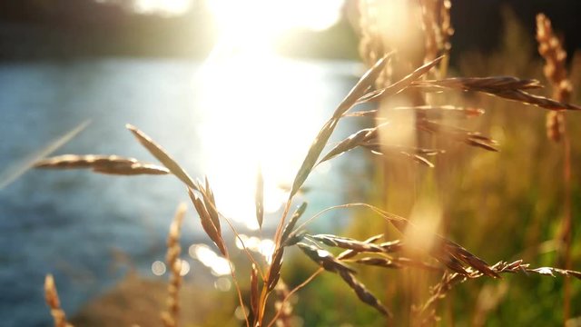Plant nature autumn sunset
