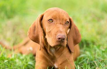 Hungarian Vizsla dog portrait