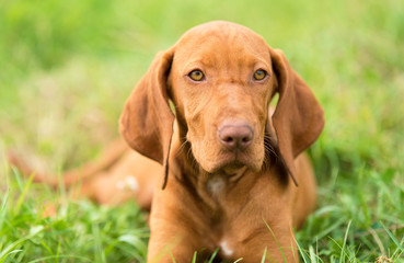 Hungarian Vizsla dog portrait