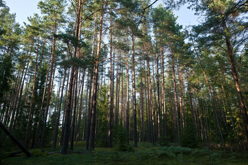 Mushroom picking, harvest, wood, forest