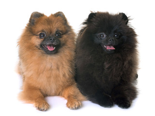 Obraz premium pomeranian spitz in studio