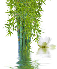 touffe de bambous et fleur blanche de lotus, fond blanc