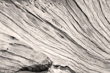 texture bois de vieille souche sépia 
