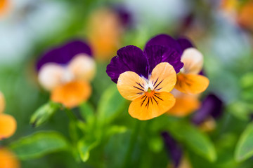 Violet flower in the garden