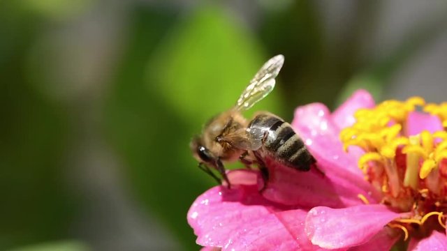 Bee close up, licking drops of dew in a flower