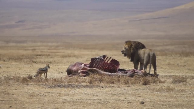 sciacallo che si avvicina cauto a una carcassa sorvegliata da un leone