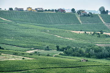 Oltrepo Piacentino (Italy), rural landscape at summer