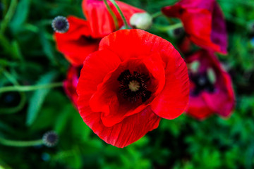 long-headed Poppy