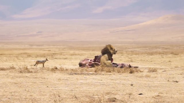 Leone di spalle vicino alla sua preda, sciacallo che si avvicina cauto