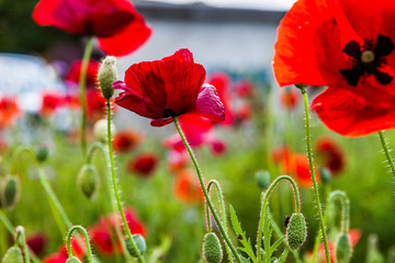 Obraz premium long-headed Poppy