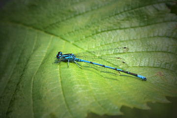 Blue dragonfly - Powered by Adobe