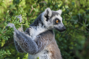 Wildlife lemurs in Madagascar.