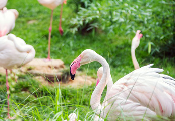 The James's flamingo (Phoenicoparrus jamesi) or Puna flamingo bird closeup, resting in grass