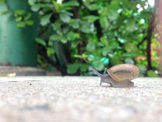 little snail walking