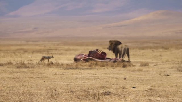Sciacallo che indietreggia impaurito e cauto,. da un leone che sorveglia la sua preda, carcassa bufalo, Africa