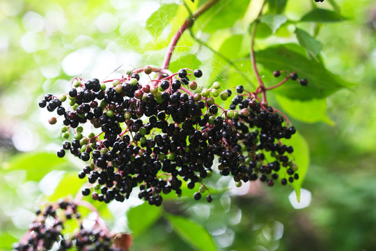 Der Herbst beginnt - reife Beeren des Holunders (Sambucus) im Herbst, Ernte f&uuml;r Saft und Suppe,  vegan leben, Beeren als Vogelfutter, Bl&uuml;ten als Futter f&uuml;r die Bienen