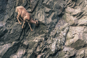 Mountain goat in rock feeding in empty nature