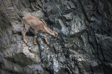 Goat climbing in rock mountains