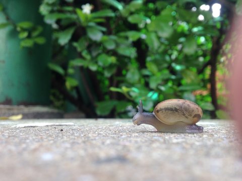 little snail walking