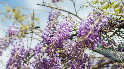 Carpenter bee (Xylocopa Valga) pollinate purple and lavender Wisteria flowers.