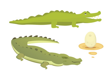 Cute Crocodile set. Aligator vector cartoon illustration