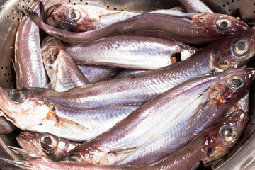  fresh fish sea background not baked